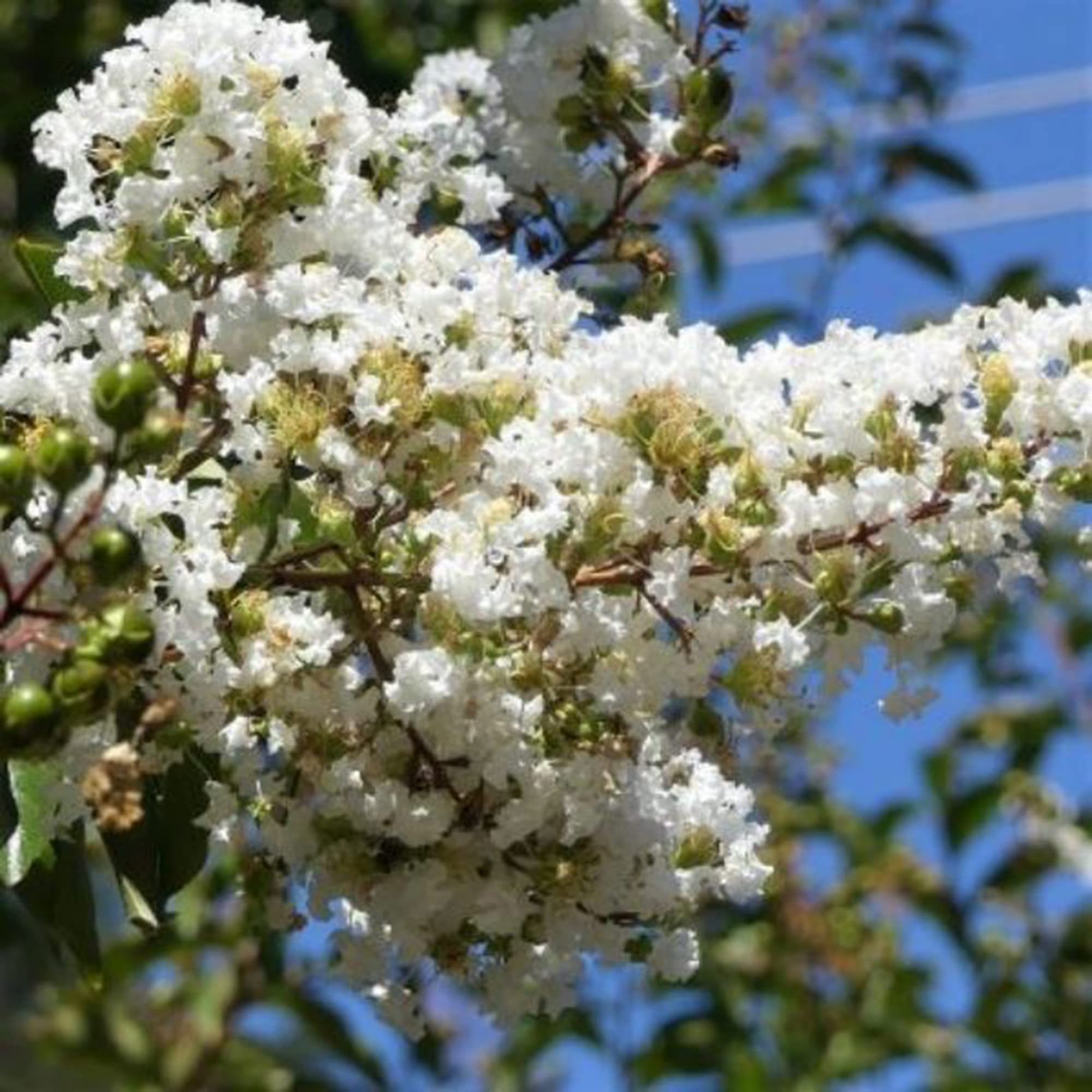 Buy Natchez White Crape Myrtle | FREE SHIPPING | Wilson Bros Gardens