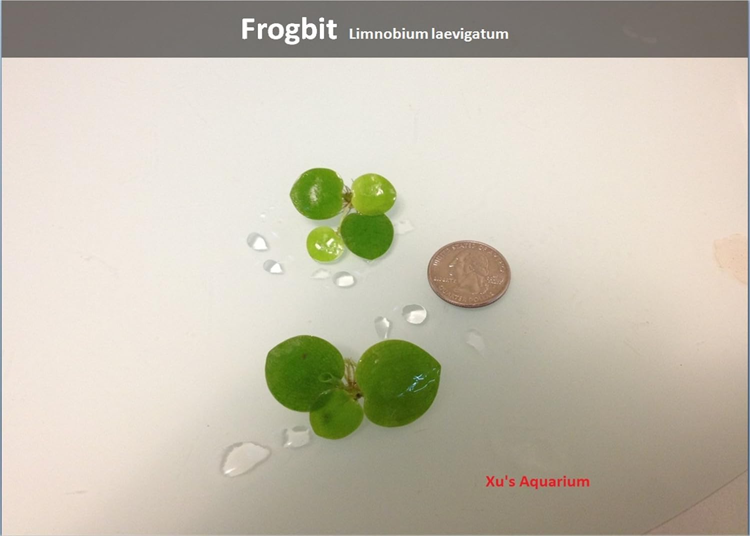 G & Z Aquarium Floating Plants Package #2, 12 Amazon Frogbit, 12 Dwarf Water Lettuce, 12 Water Spangles, 12 Red Root Floater