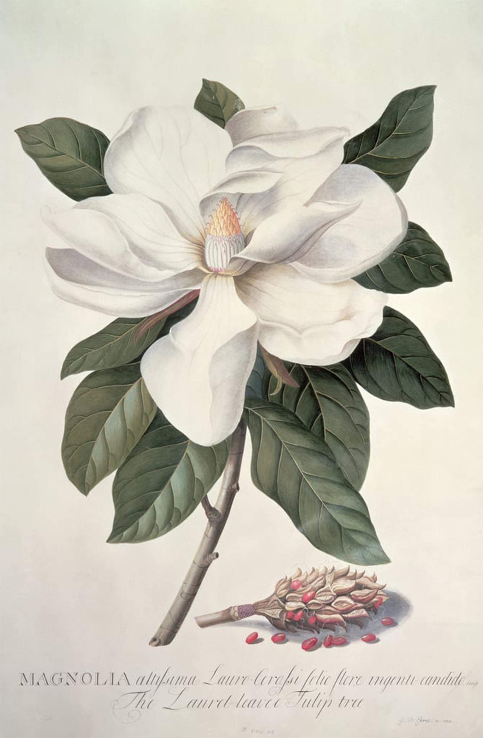 SERENDIPITP Vintage Wall Art Canvas Nordic Poster Canvas Print Picture Magnolia by Georg Dionysius Ehret Wall Art Poster for Home Decor 60x90cm