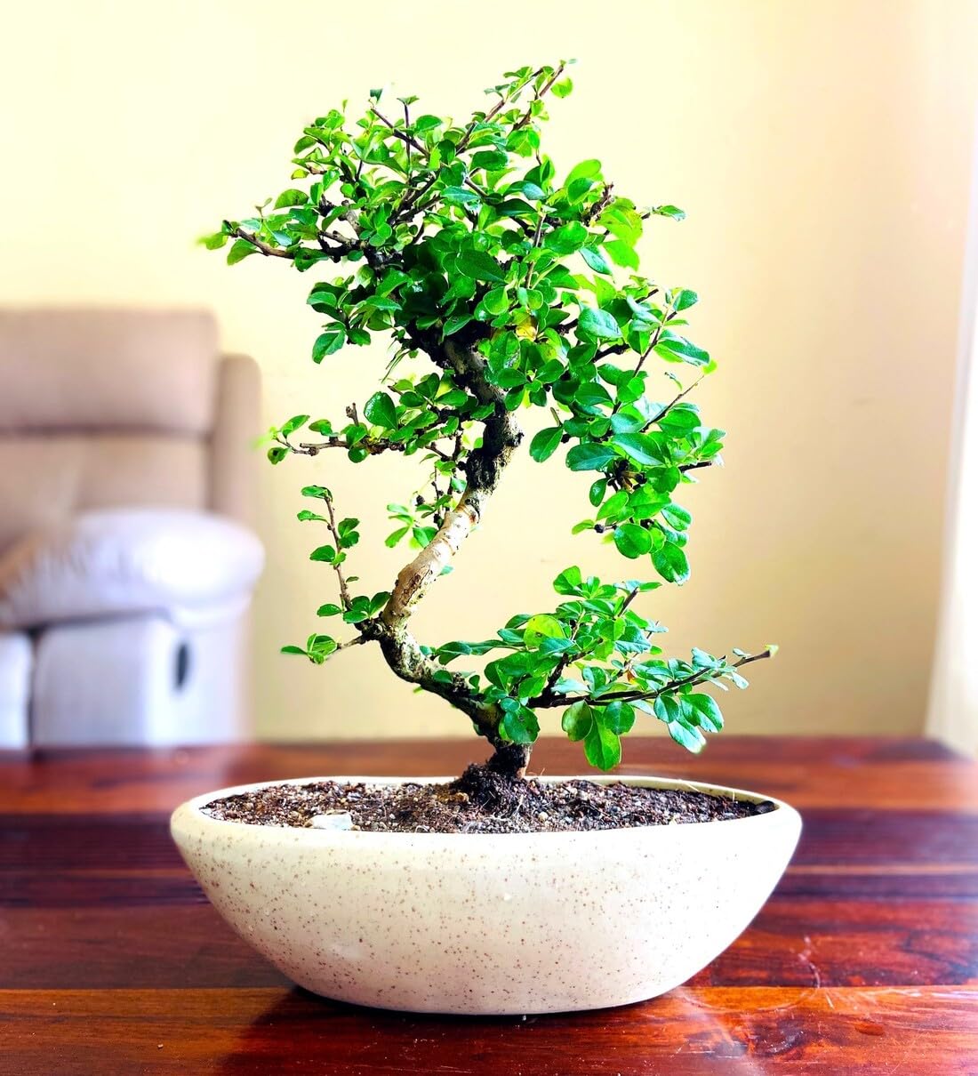 Indian banyan bonsai tree live plant || live plant for Indian banyan bonsai tree, pack of 2 (B0CRLV1F99) Amazon Price History, Amazon Price Tracker