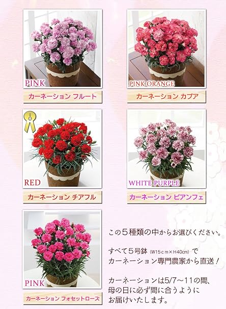 Amazon Co Jp 人気の5色の中から選べるカーネーションの生鉢ギフト カラー ビアンフェ 5 8 11日お届け ビアンフェ Diy 工具 ガーデン