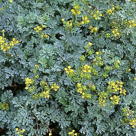 Amazon ハーブ ルー ヘンルーダ 2株セット カラーリーフ ハーブ