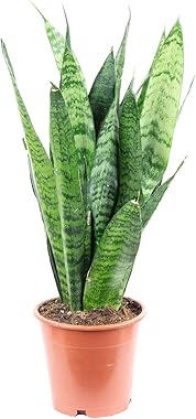 Bogenhanf - Sansevieria trif. Black Coral - Höhe ca. 35 cm, Topf-Ø 12 cm