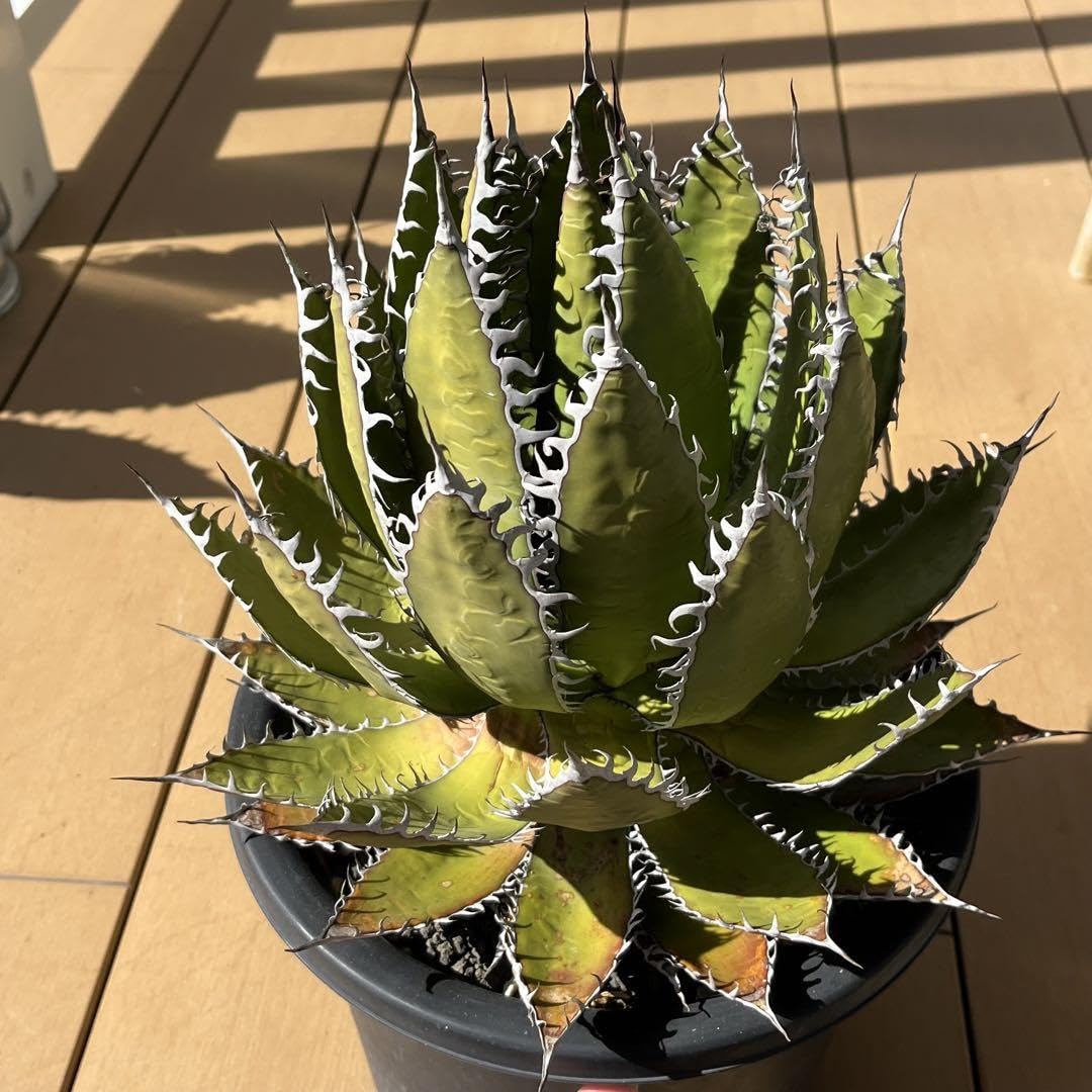 アガベ　ホリダ　大株　サボテン　ドライガーデン　ユッカ　アロエ Amazon.co.jp: アガベ ホリダ カリフォルニア ドライガーデン ユッカ