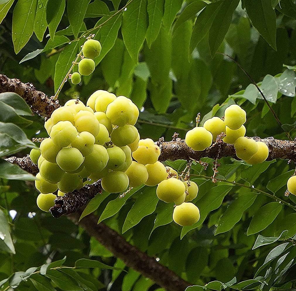 CooPany® SMALL AMLA/ARAI NELLIKAI LIVE PLANT (B0C3882CGG) Amazon Price History, Amazon Price Tracker