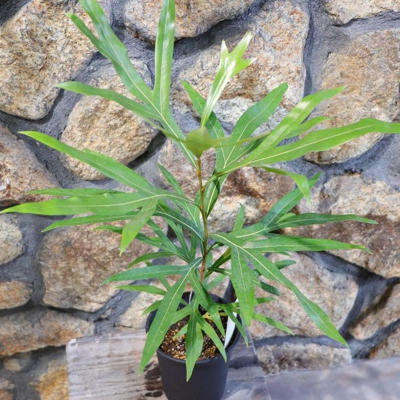 Amazon.co.jp: グレビレア ゴールド 4号鉢 1株販売 寄せ植え