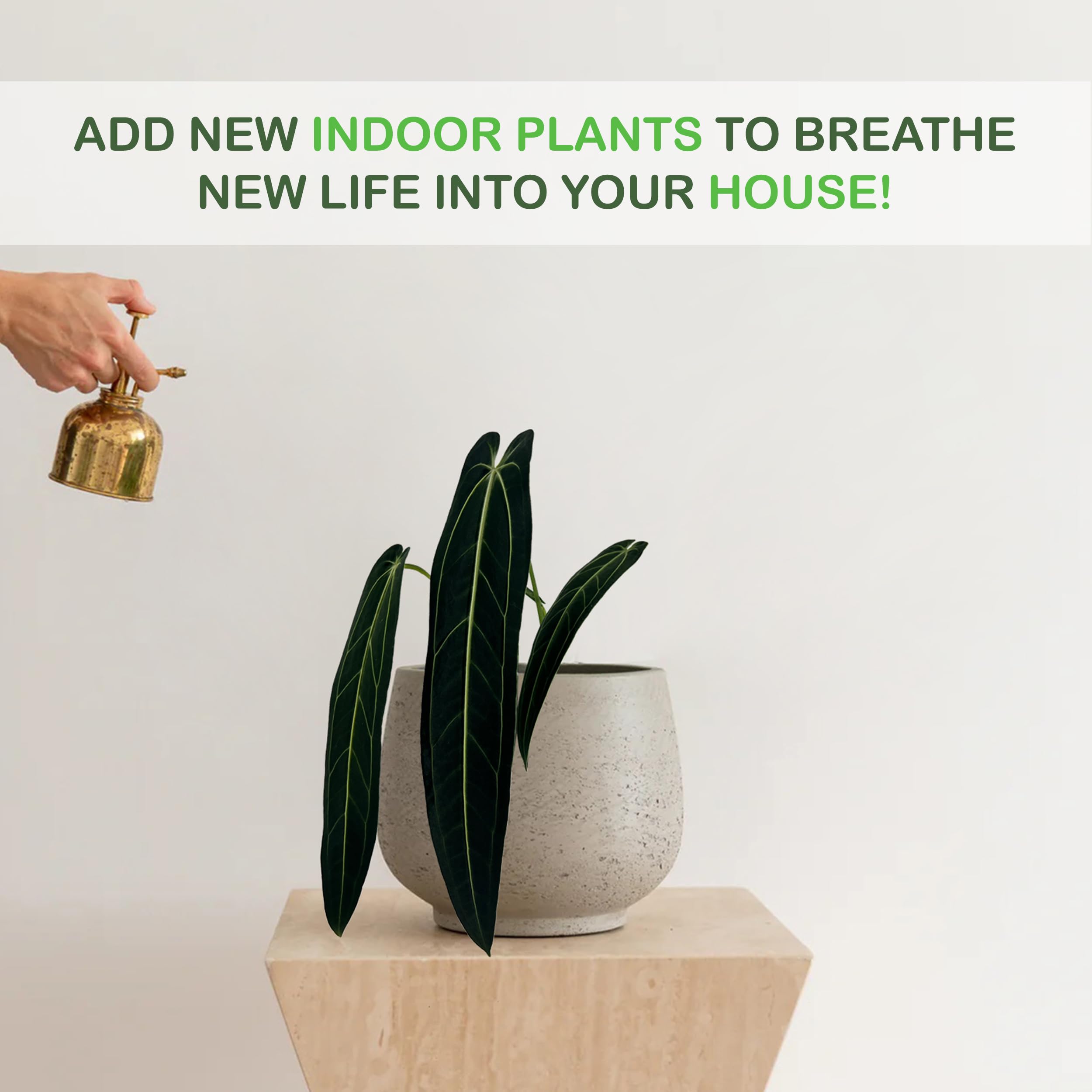 Amazon｜LEAL PLANTS ECUADOR アンスリウム Warocqueanum| 屋内用