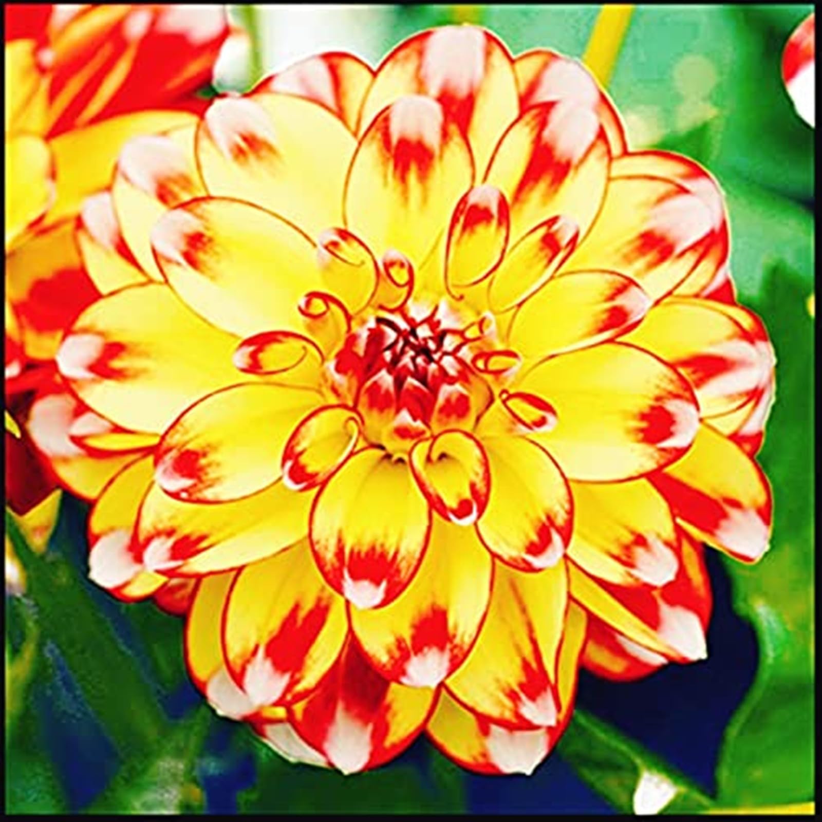 Dahlia Bulbs Mix for Planting Now UK,Hardy Perennial,Strong Plants That Grow Well,Dahlia tubers Bulk,Wedding Flowers,Beauty of Garden,Gift Ready-6bulbs-C