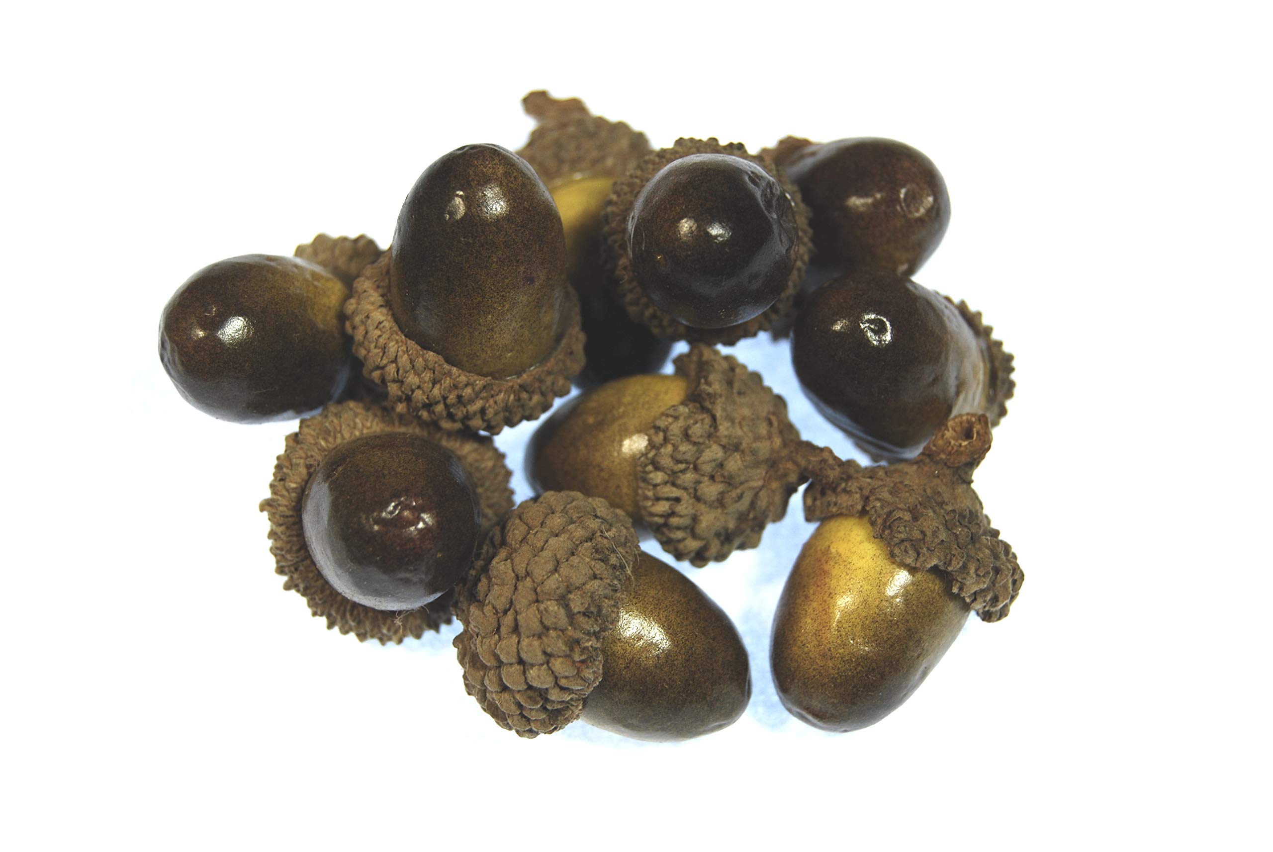 celloexpress Gold & Brown Artificial Acorns for Arts & Crafts, Wreaths, Floral Arrangements, Festive Decorations (Pack of 25)