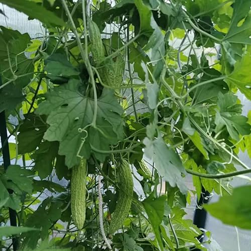 Miniatura 6 de Más de 50 semillas de melón amargo de 8 a 12 pulgadas de rápido crecimiento de calabaza amarga piel verde calabaza amarga bálsamo de calabaza