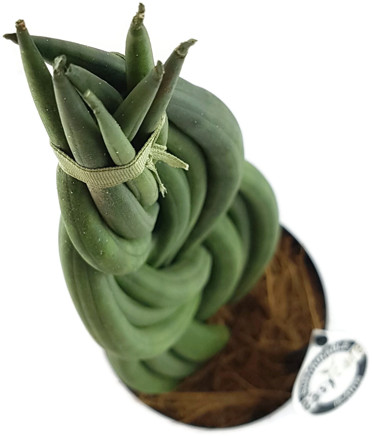 Sansevieria "Twister" geflochtener Bogenhanf - sehr schne Sukkulente -  dekoratives Dickblatt - pflegeleichte Zimmerpflanze : Amazon.de: Garten