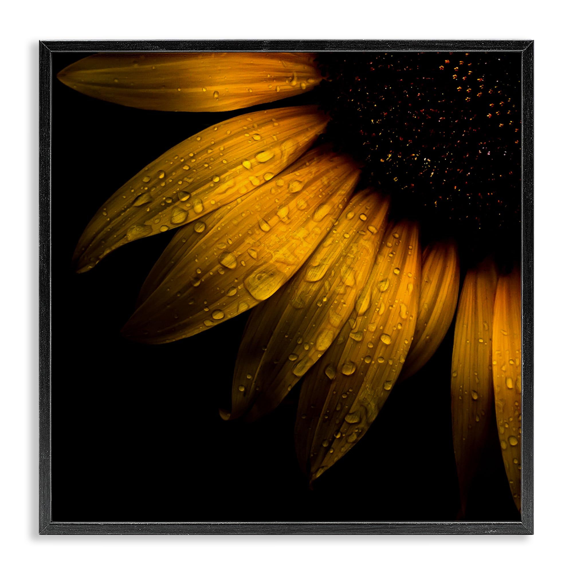 Tableau giclée tournesol Brian Carson 61x61 cm, l'histoire d'un instant de rosée matinale