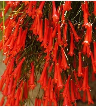 Gardenbox K rm z  Mercan  i e i Russelia Equisetiformis