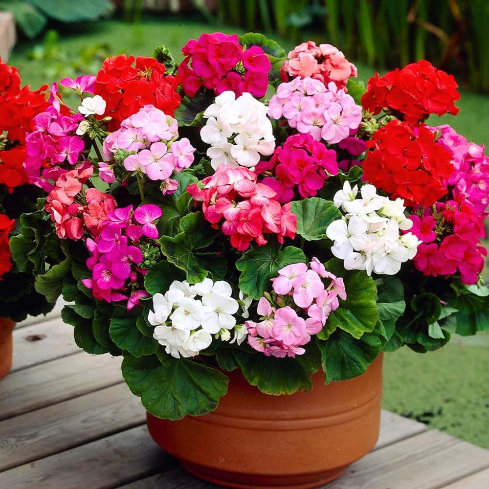 Set 2 Geranium Plants Live, 4-9 Inches Tall, Hardy Flowering Geraniums for Garden or Pots, Fragrant Perennial Blooms (Orange Geranium)