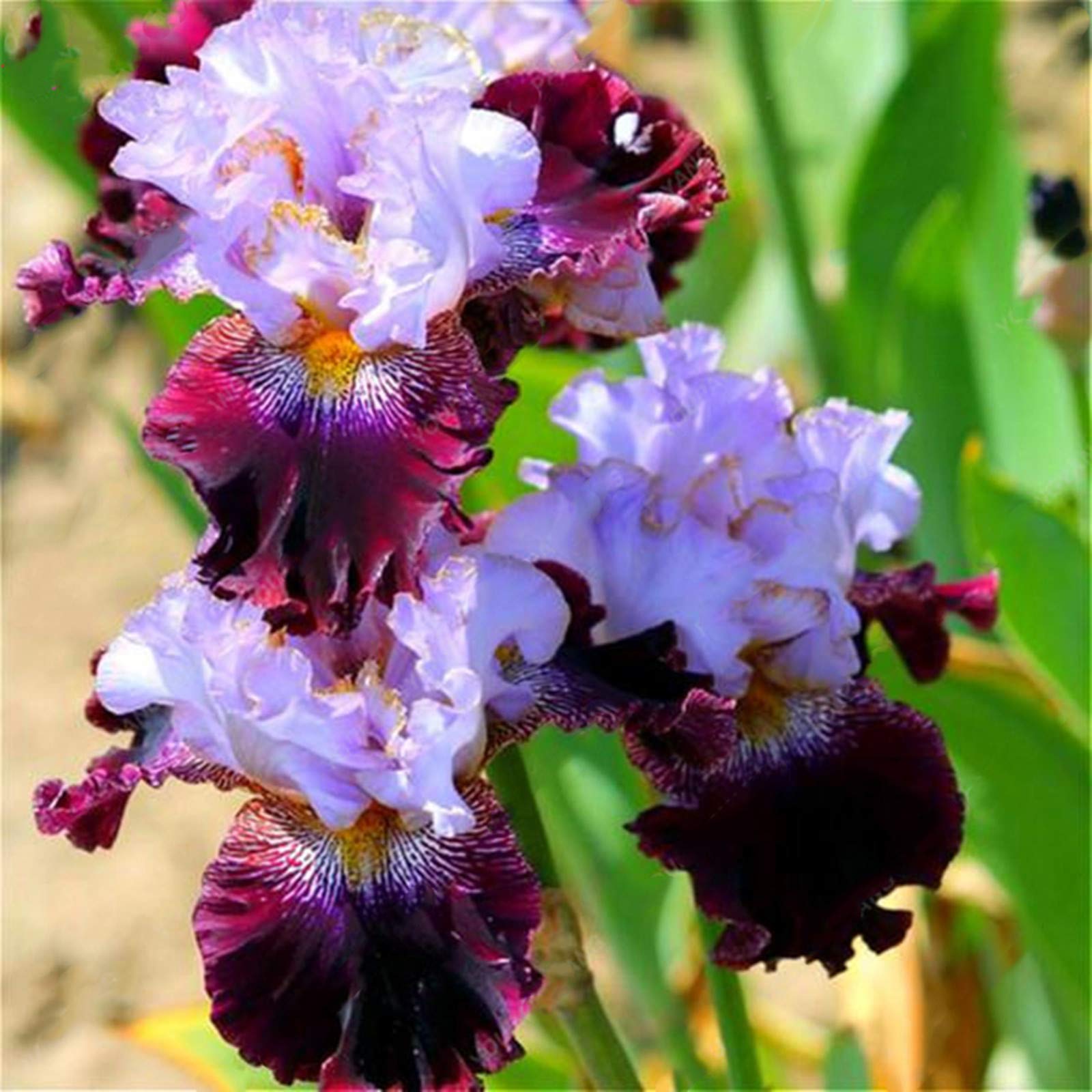 Iris Bulbs, Garden Flowers, Plant Bulbs, Natural Organic, Iris Bulbs for Planting Now UK, Greening Flower, Hardy Perennial, Wedding, 10bulb-d