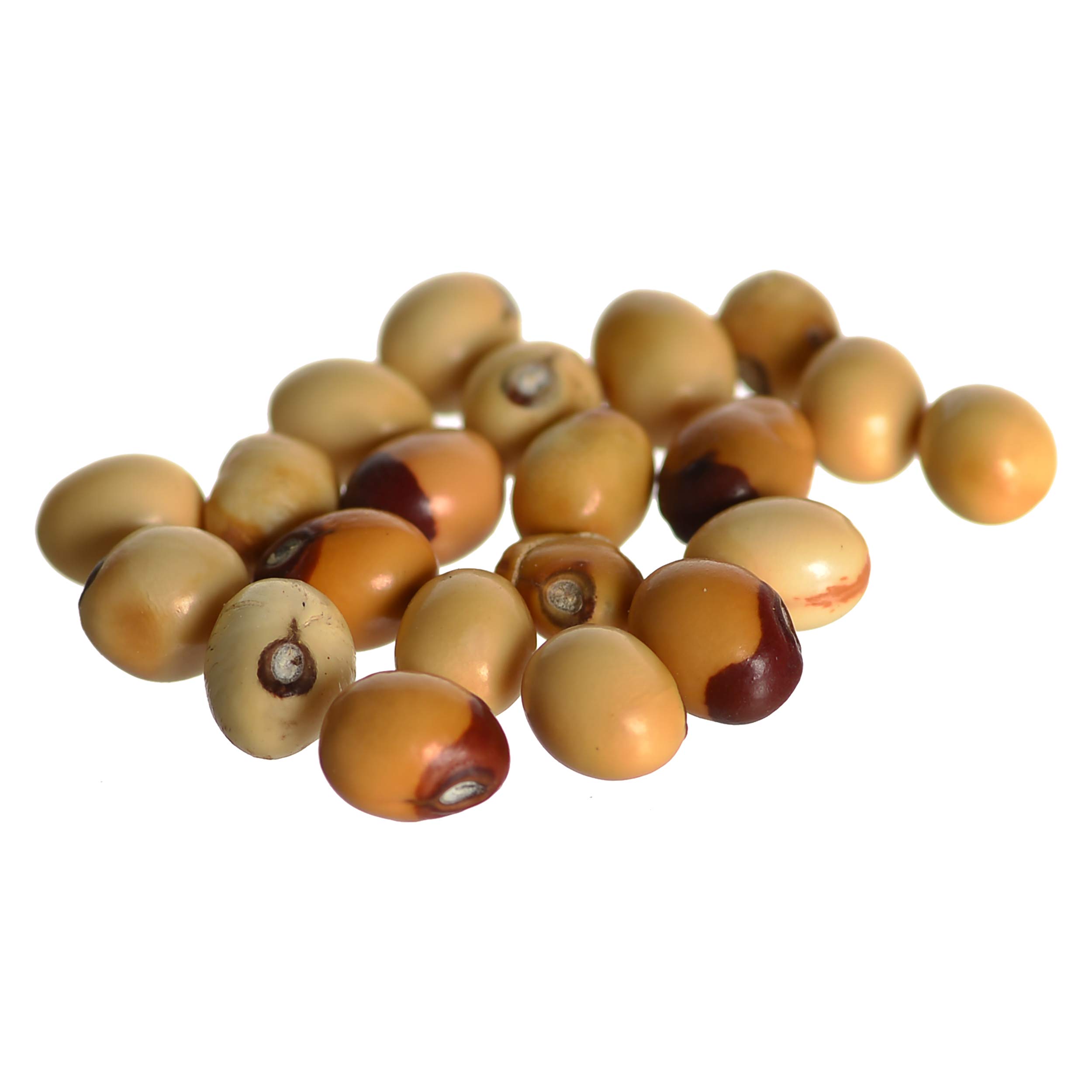 KESAR ZEMS Natural Shwet Gunja White Chirmi Beads Goonja Gurivinta Seeds, Set of 36 Pieces for Wealth and Prosperity (4 x 2 x 1 cm) White.