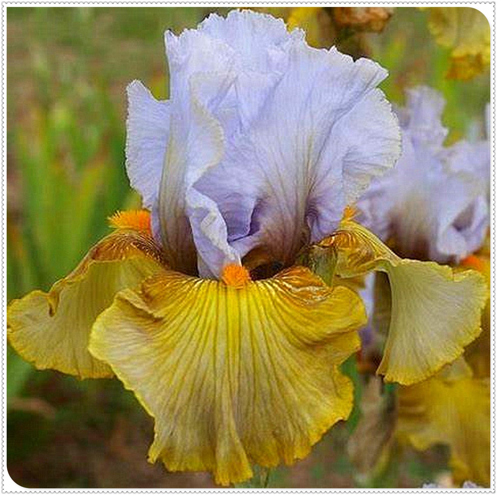 Bearded Iris Bulbs for Planting,Bearded Iris,Bearded Iris Bulbs Mix,Excellent Display,Flowering Rhizome-5bulbs-J