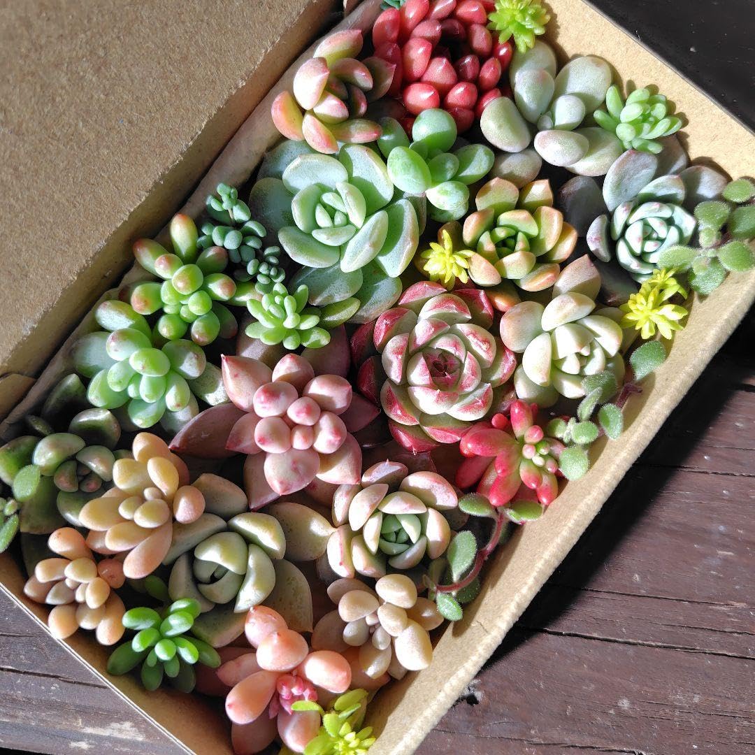 Amazon｜おまかせ 多肉植物 カット苗 多肉弁当 寄せ植え セット｜観葉