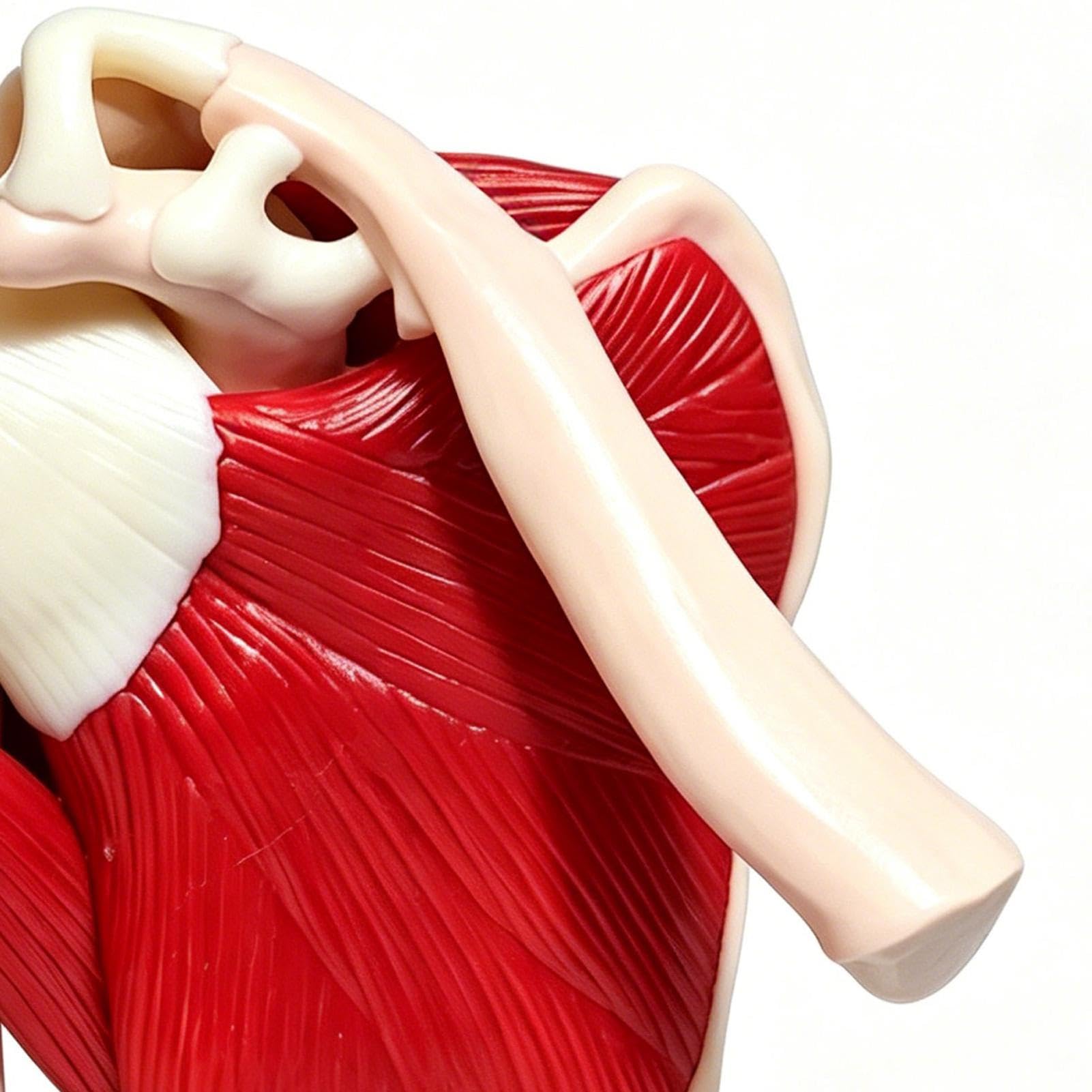 di Spalla Strumento di Educazione Anatomica | Di Spalla Del Corpo Umano Per Medico Uomini Donne Ragazzi Ragazze Giovani Adolescenti Figlio Figlia Famiglia