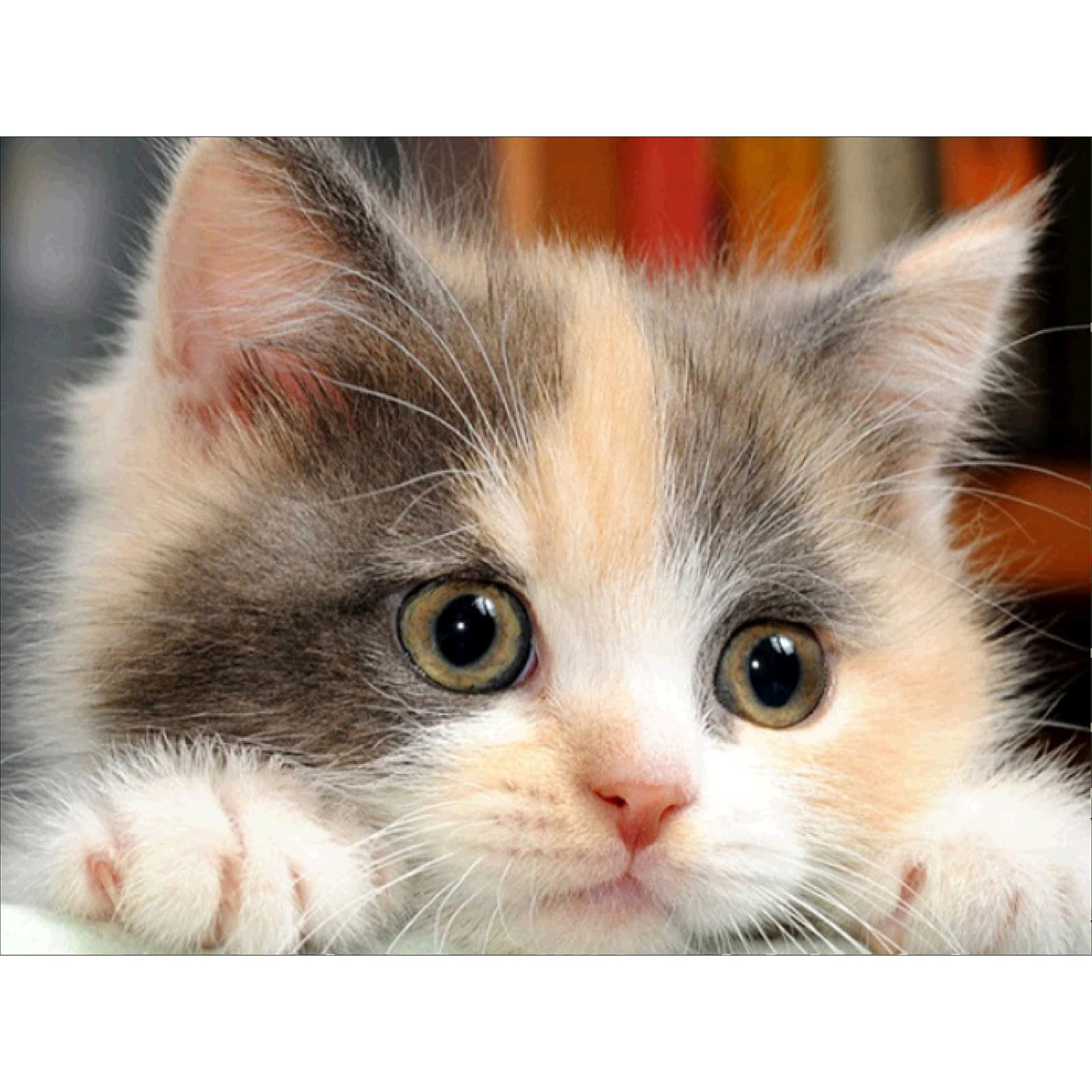 Kit fai da te per pittura a mosaico 5D con numeri, gatto colorato, pittura con strass e diamanti di cristallo (luna