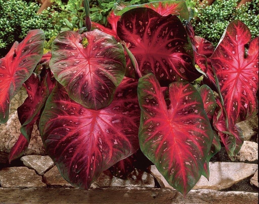 Red Flash 5-pack