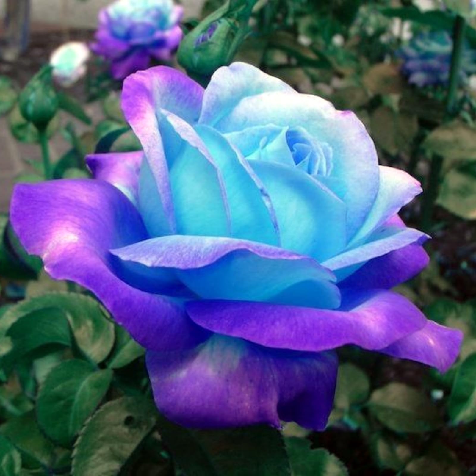 Rose Rhizome, Hardy Perennial, Garden Decoration, No Watering Required, Professional Planting, Suitable for Spring and Autumn-3 Rhizome-D โ image 1