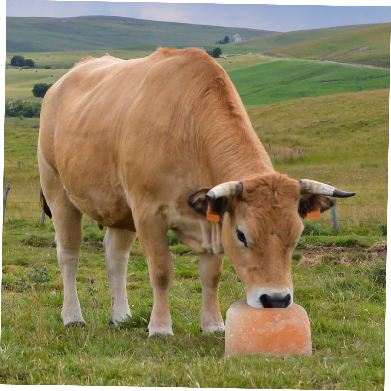 Bloque De Para Lamer Para Ganado Bloque De Colgante Nutrición Animal Seguro y Natural Para Vacas Ovejas Caballos