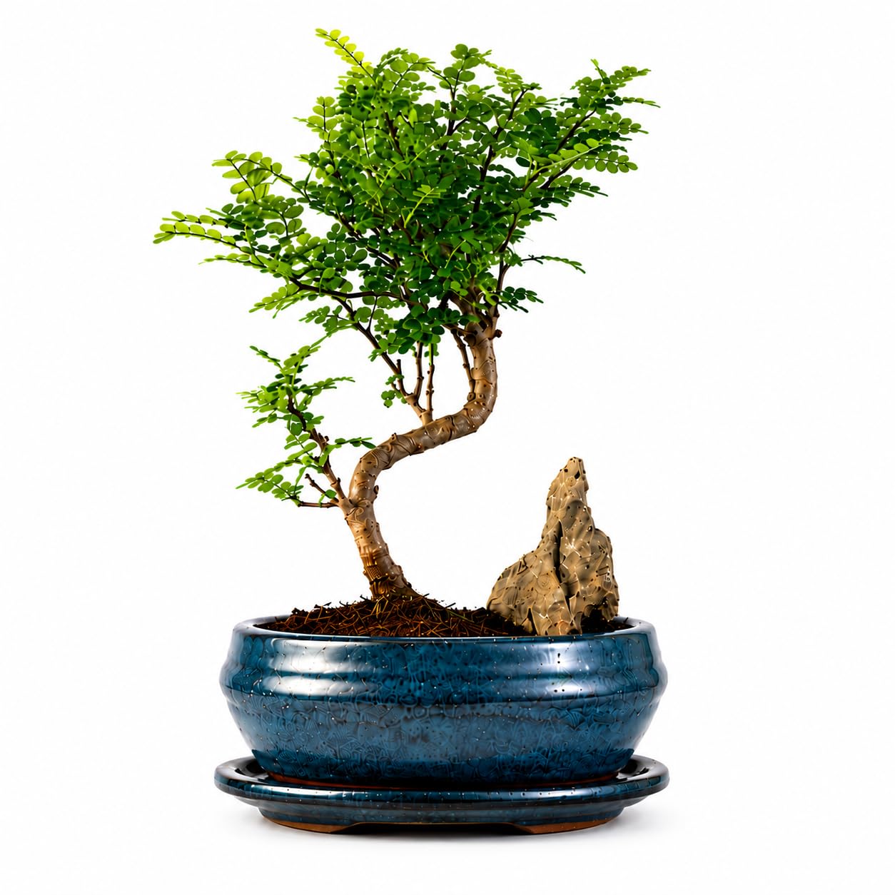 Japanischer Pfeffer Bonsai (Xanthoxylum piperitum) mit Dekorativem Stein – Indoor Bonsai in 15 cm Keramikschale mit Untersetzer – Lebender Bonsaibaum für Zuhause & Büro