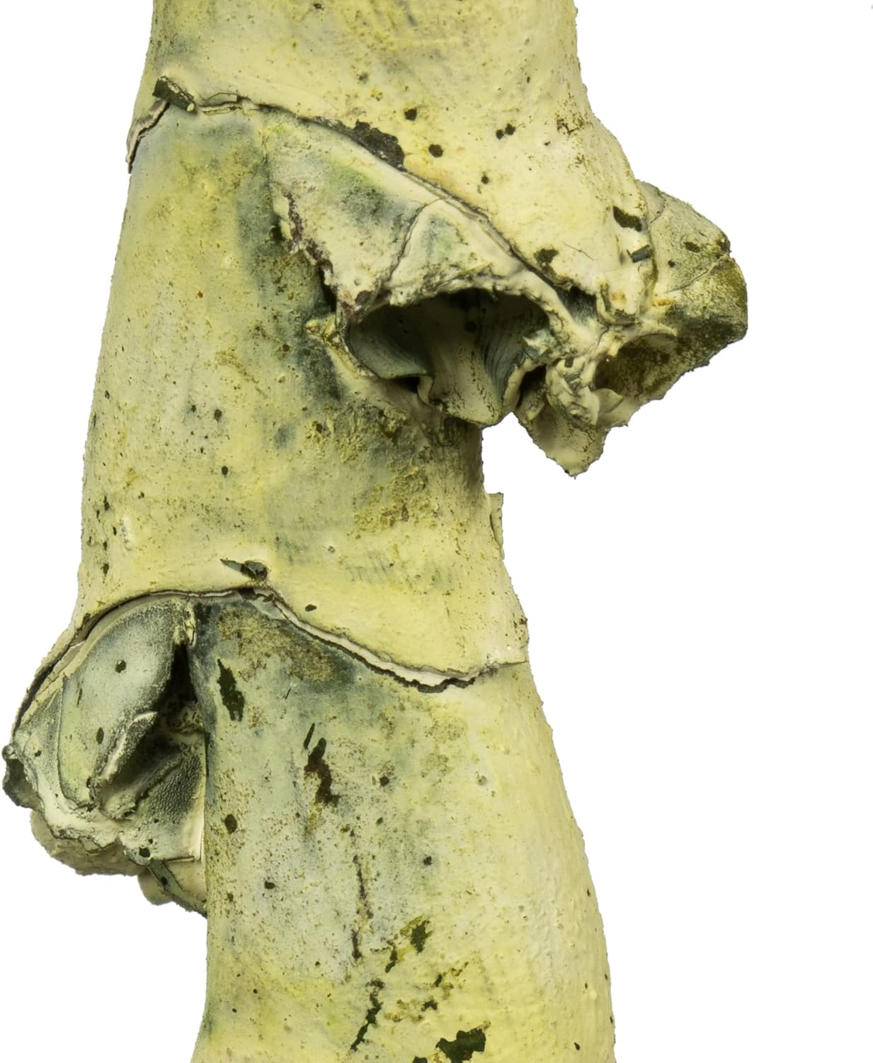 Vickerman 40-48" Light White Wash Ladder Branches - XL, Straight, 7 Stems, Dried