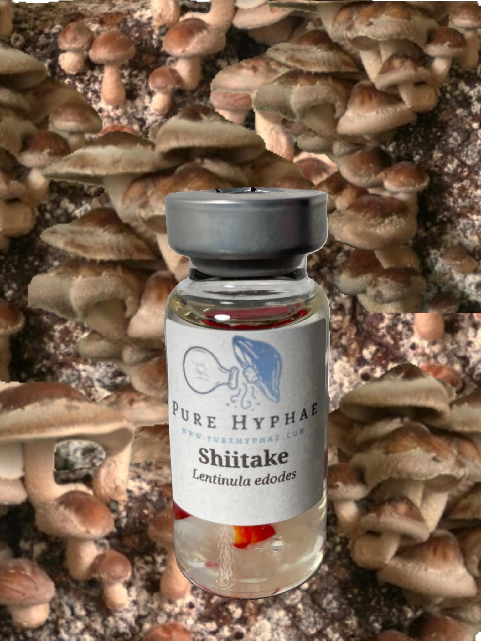 Shiitake Mushroom Mycelium -(lentinula edodes) (10ml Glass Vial Liquid Culture)