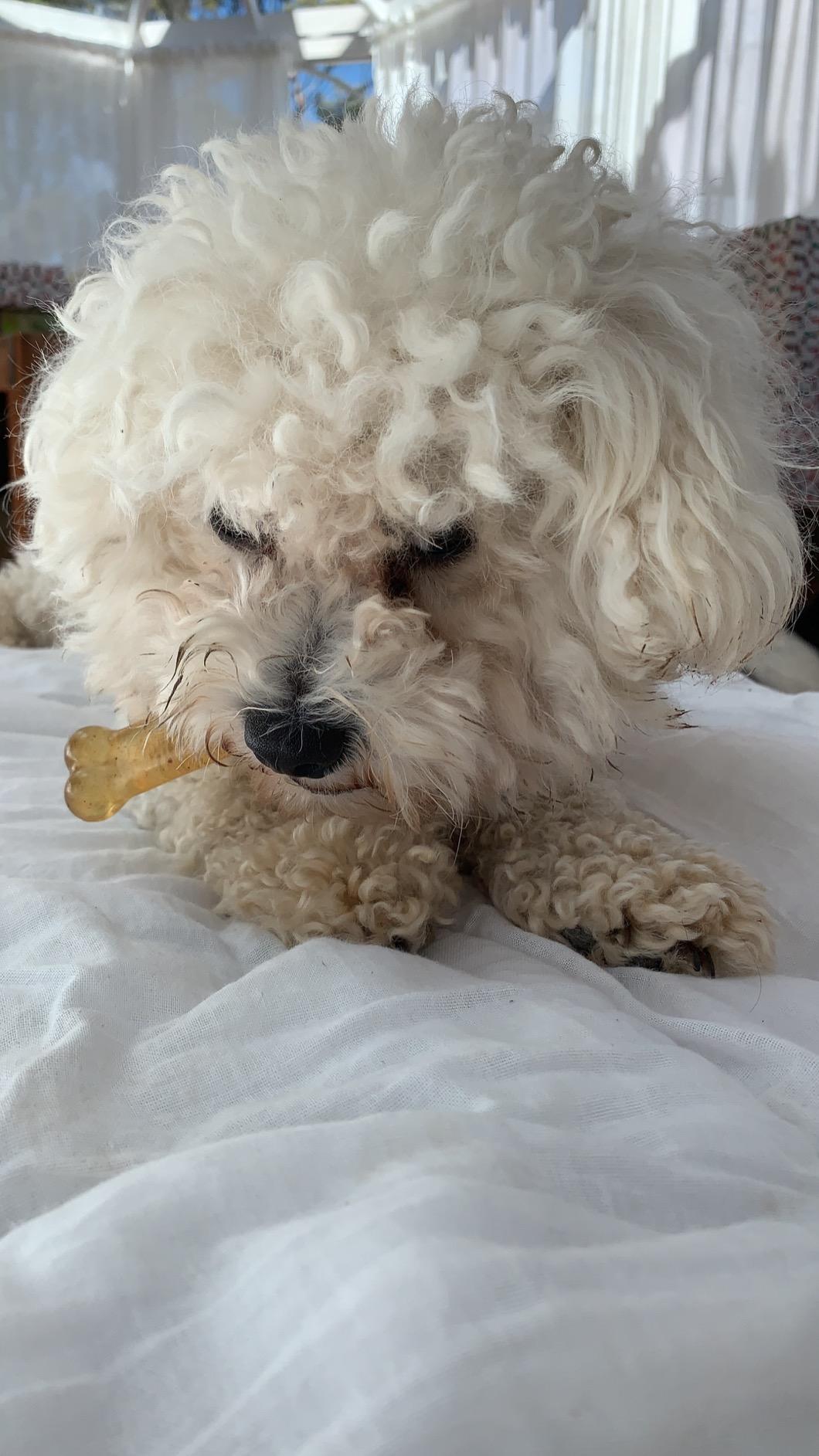 Nylabone FlexiChew Chicken Bone Chew Toy on Card, Petite TFH