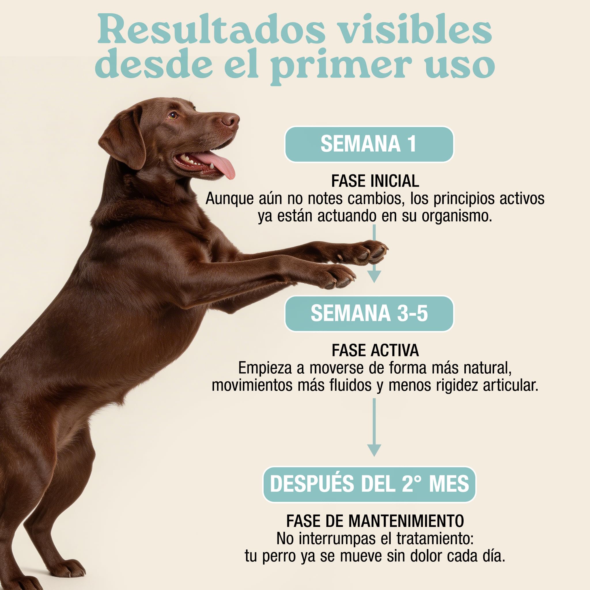 MyPetPrime Articulaciones Complemento alimenticio para Perros - 125 Comprimidos | Nueva fórmula JointSupport™ con MSM, Polvo de mejillón de Labio Verde, glucosamina y Garra del Diablo