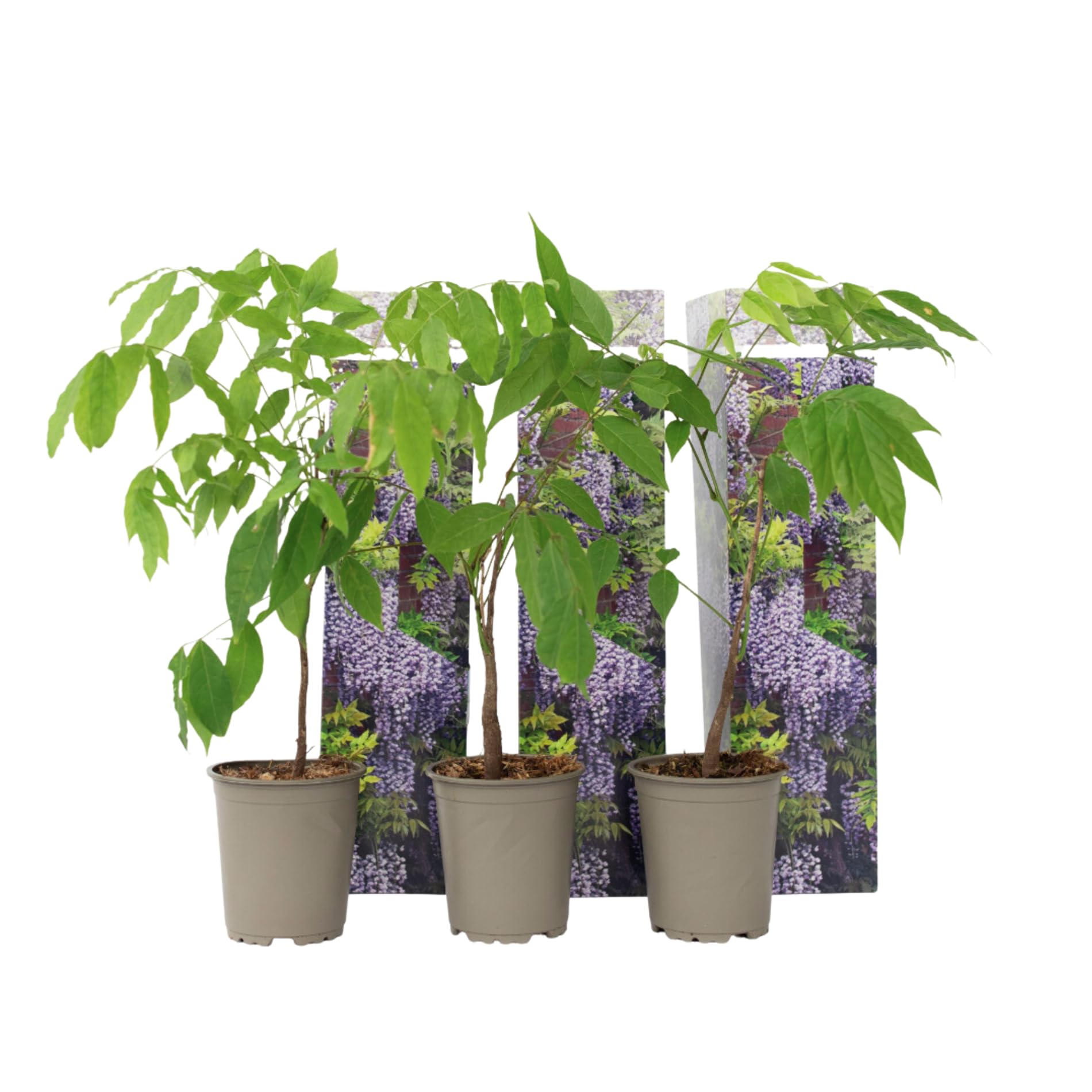 Plant in a Box - Wisteria sinensis - Wisteria glycine - Set de 3 - Pot 9cm - Hauteur 25-40cm