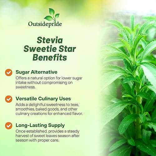 Miniatura 3 de Outsidepride Stevia Sweetie Star Seeds - 25 unidades. Semillas perennes, versátiles y de bajo mantenimiento, semillas de hierbas para plantar hojas