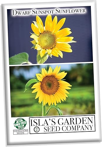 Miniatura 2 de Semillas de girasol de manchas solares enanas (Helianthus annuus)  Más de 25 semillas de reliquia sin OMG de Isla's Garden Seeds, flores compactas y
