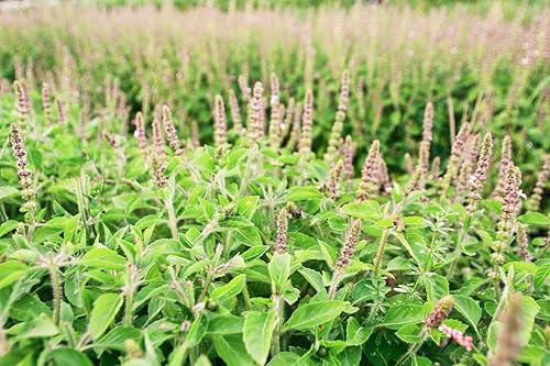 Miniatura 8 de Semillas de albahaca ornamental interior Tulsi árbol para plantar sin OMG