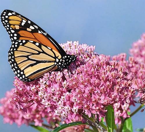 Miniatura 2 de Semillas de algodoncillo de pantano rosa para ayudar a salvar a las mariposas monarca - Incarnata Milkweed