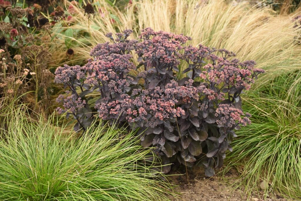 Live Plant from Green Promise Farms - Proven Winners, Sedum Rock 'N Grow 'Back in Black' Stonecrop, red Flowers - #1 Gallon Size Container - Does NOT Ship to AZ, CA, HI, ID, MT, NV, OR, PR, UT & WA!!