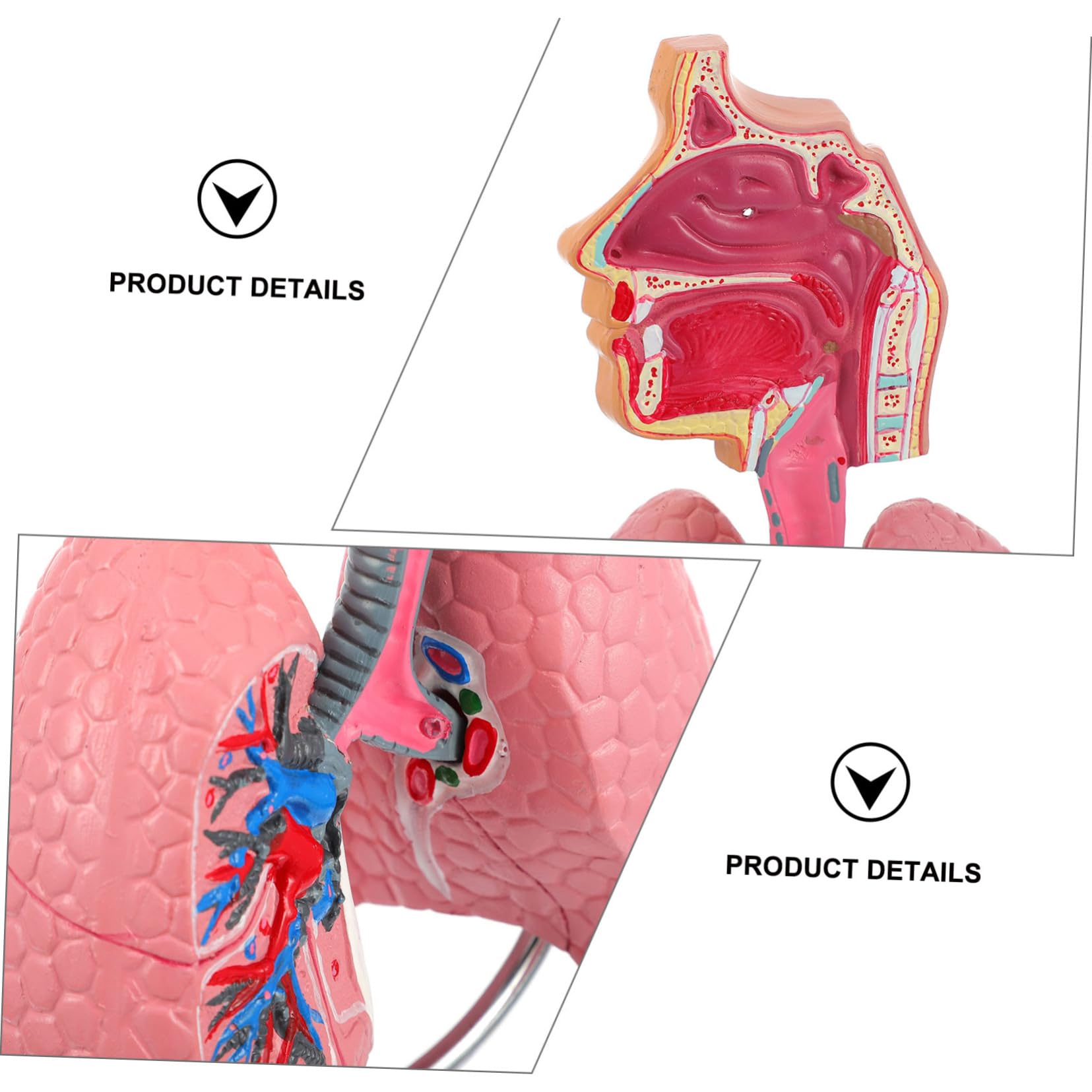 Copd Model For Patient Education Bronchitis Emphysema Pulmonary