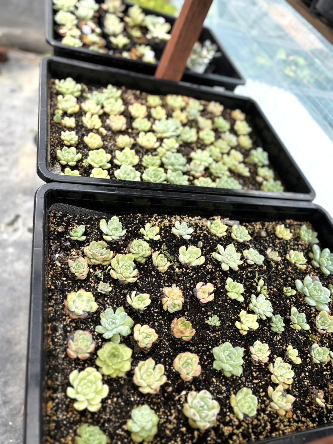 Amazon.co.jp: 多肉植物 カット苗 おまかせセット 寄せ植え 10種類