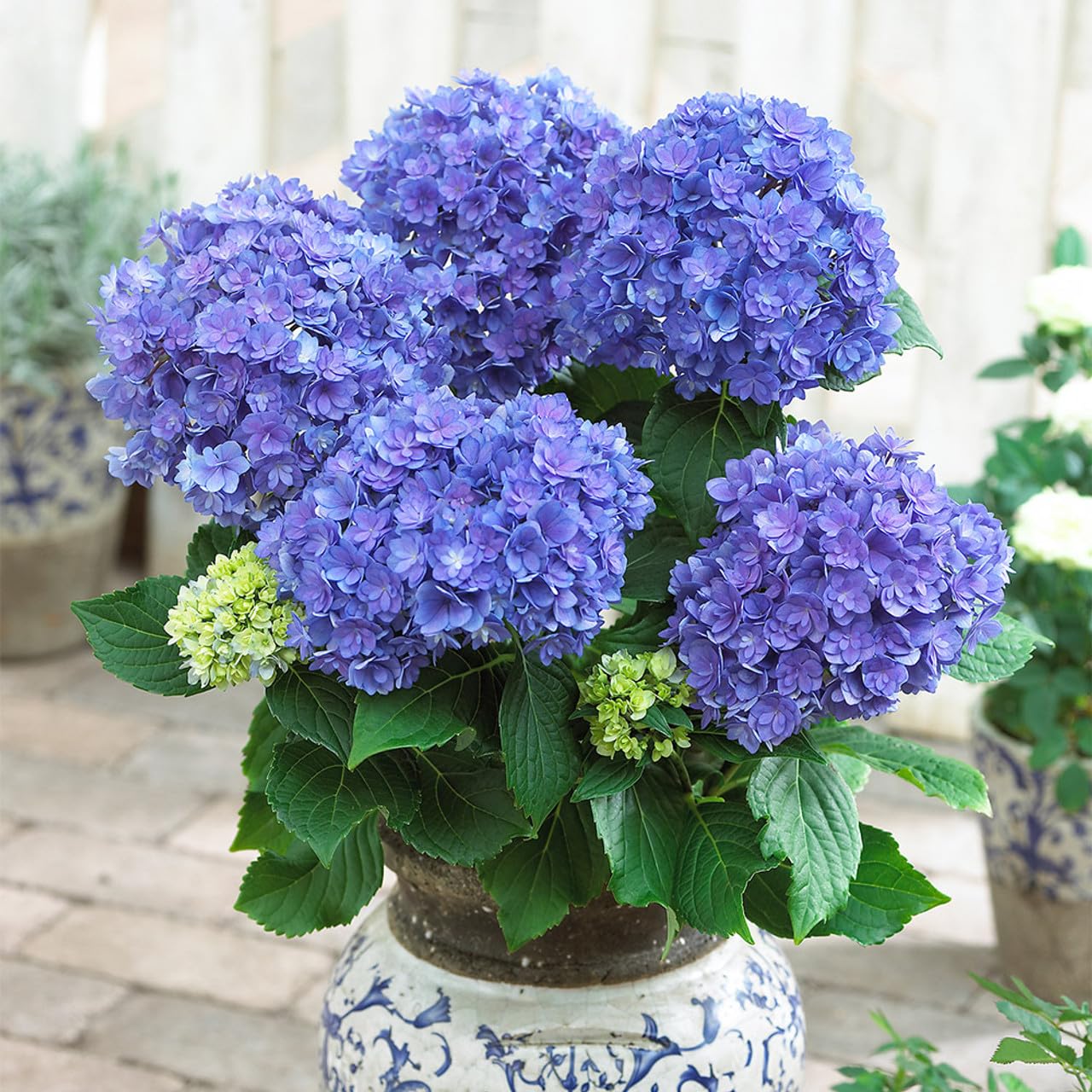 Original & Authentic 12-Month Hybrid Hydrangea Live Plant