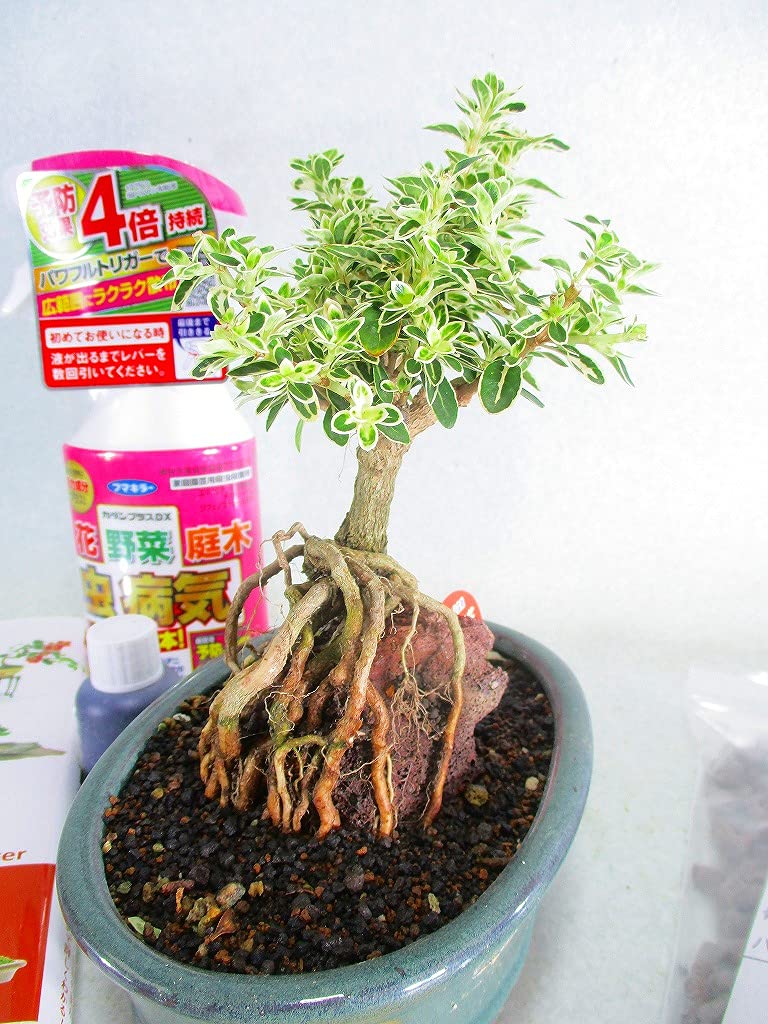 Amazon.co.jp: はじめての盆栽7点セット 盆栽 ＜斑入白鳥花(フイリ