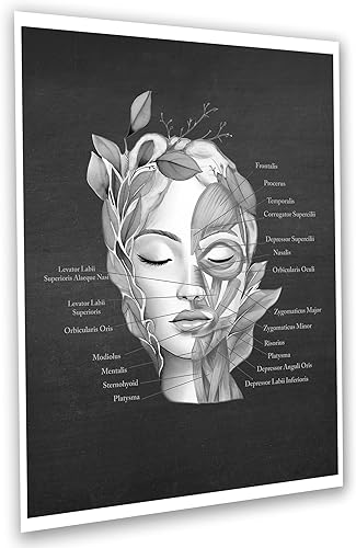 Miniatura 6 de Gnosis Picture Archive Cuadro de anatomía facial de almohadilla de grasa facial, músculos, vasos sanguíneos, juego de 3 impresiones artísticas sin