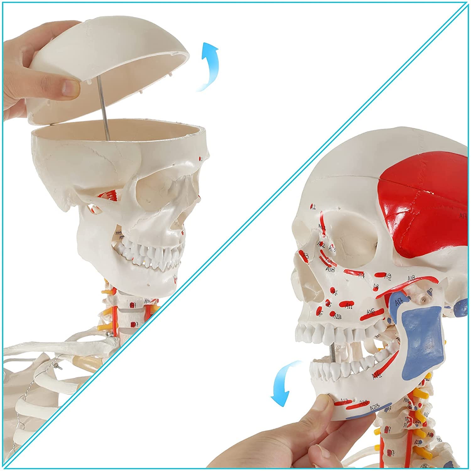 Lebensgroßes menschliches Skelettmodell 170 cm for Anatomie, Ganzkörperskelett mit nummerierten bemalten Knochen und abnehmbaren Gliedmaßen, 1 Stück