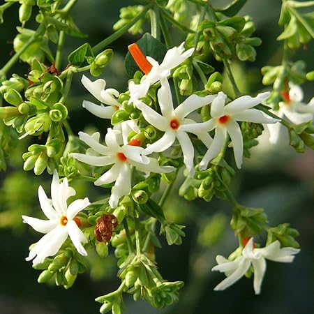 Indian Gardens Pavalamalli Plant Jasmine Layer Live Plant Indoor Outdoor Plant With Pot Amazon In Garden Outdoors