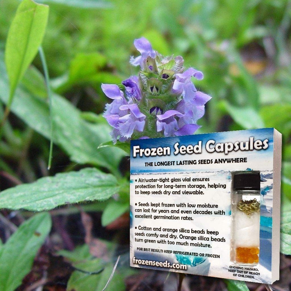 40: Self-Heal Seeds (Prunella vulgaris), Capsule di semi congelati