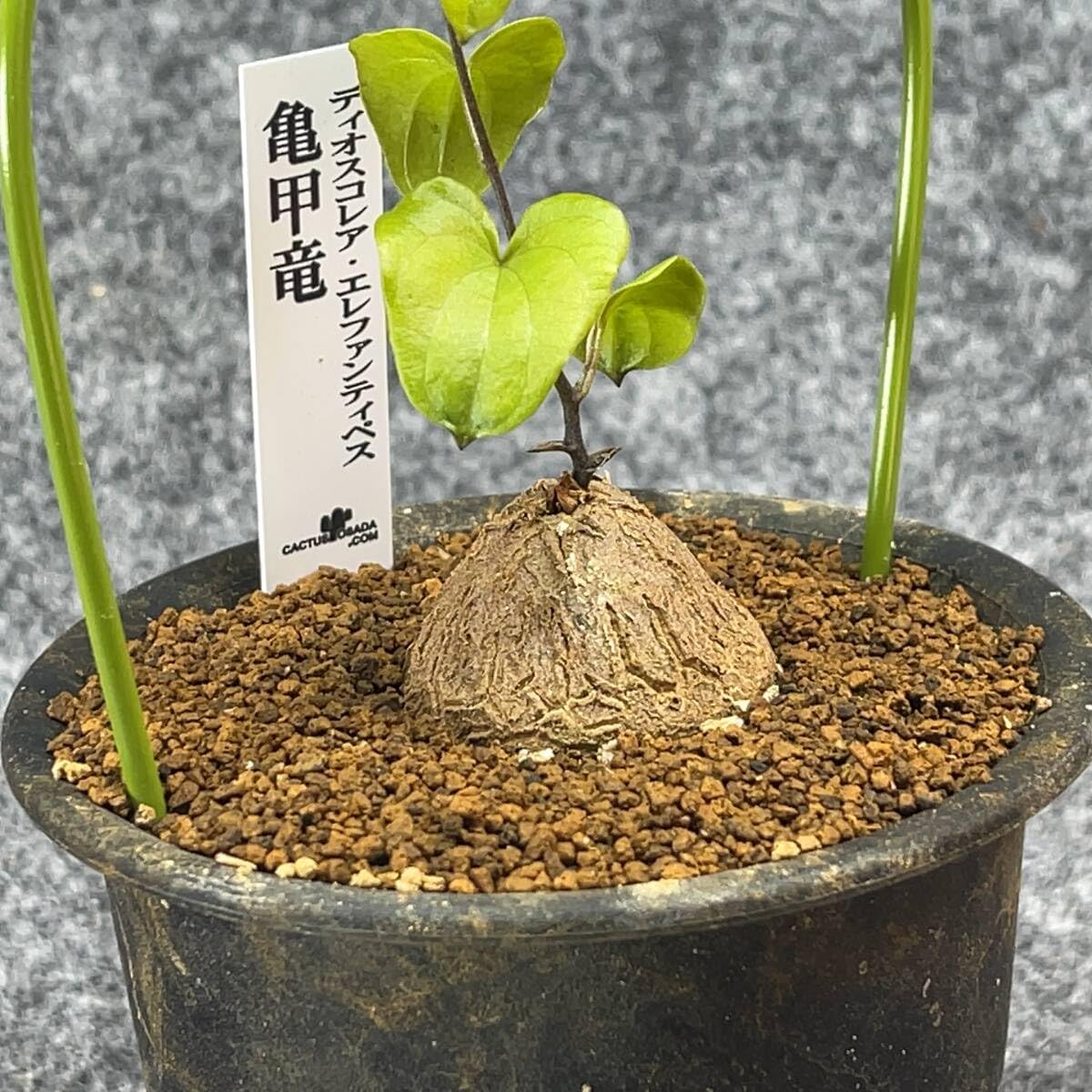 Amazon.co.jp: 鉢ごと発送アフリカ型 亀甲竜 Dioscorea elephantipes 4