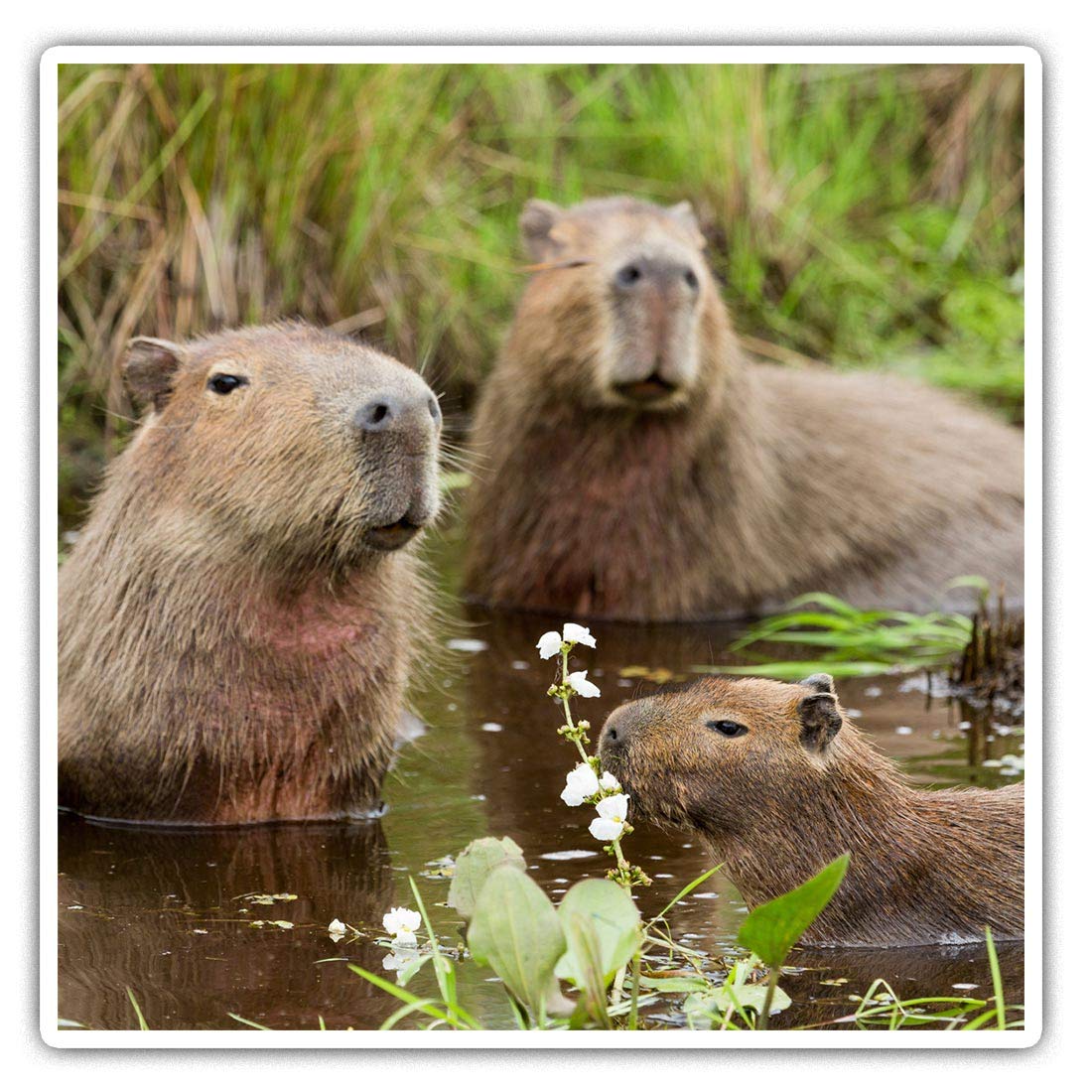 Destination Vinyl Ltd Multi 2 X 10Cm Square Vinyl Stickers - Capybara Swimming Family Decals 21314