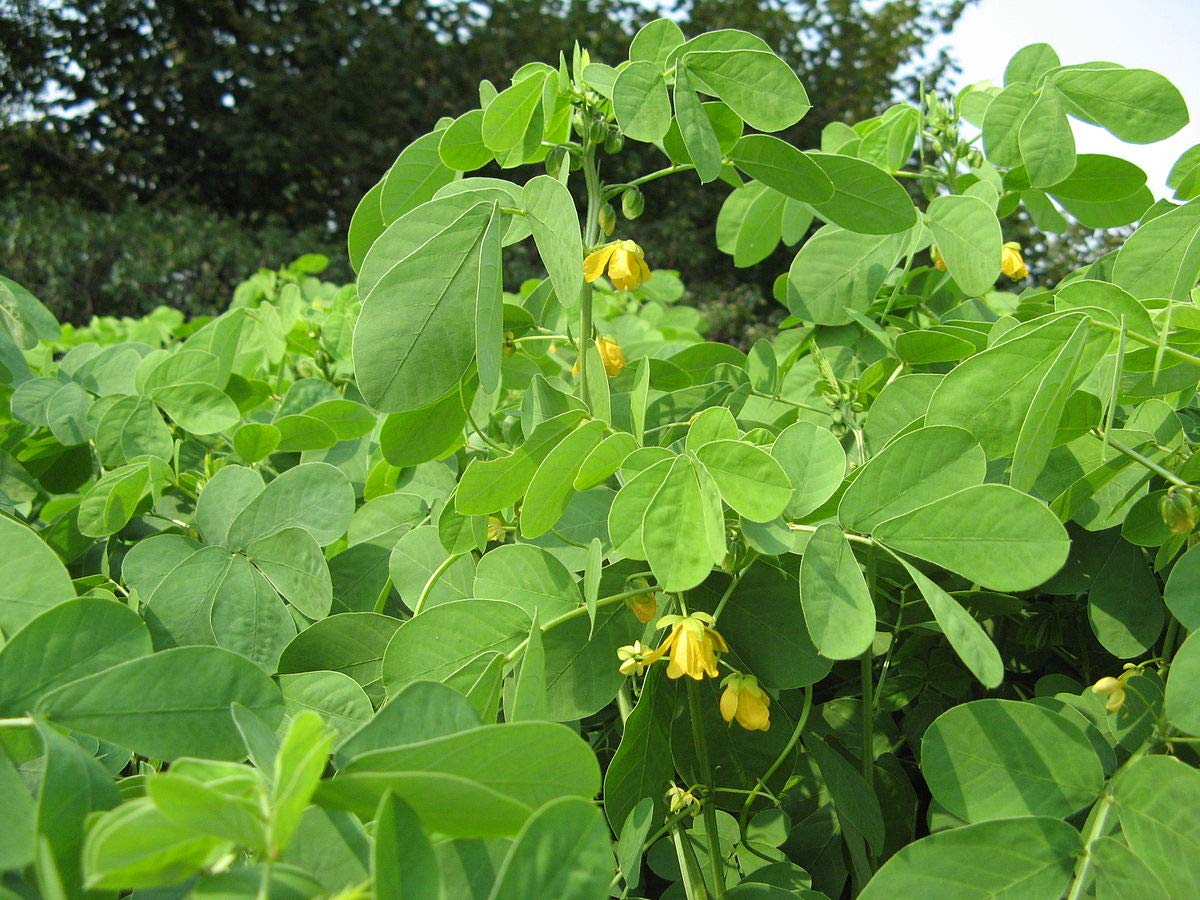 Your Shop Live Kasundi/kasamarda/Negro Coffee Medicinal Plant (B09179YPW2) Amazon Price History, Amazon Price Tracker