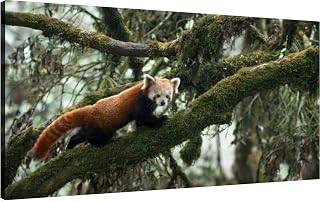 Canvas Wall Art for Living Room Bedroom Full body portrait a red panda walking over a branch a mossy oak nut Big Large Wall Art Decor Framed Painting Wall Pictures Prints Artwork Office